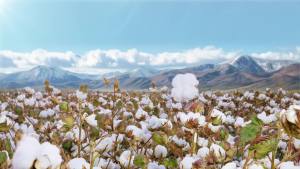 Purcotton Khăn Cotton 100 tờ