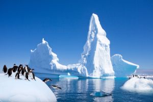 Waterproof Cartoon Penguin Stickers Wall Art Decorative Wall Mural Background Pattern Wall Decorations PVC Flat Wall Stickers