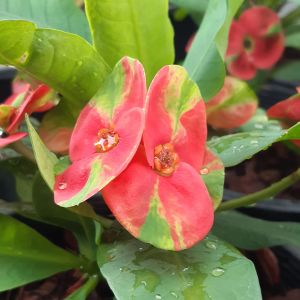 โป๊ยเซียน สายพันธุ์ มหาเศรษฐี ไม้มงคล ควรมีไว้ติดบ้าน ไม้ดอก ไม้ประดับ สีแดงแกมเขียว  ส่งพร้อมกระถาง 8 นิ้ว