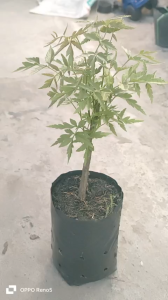 Cây Sầu đâu/ Nem ấn Độ/ Cây cao tầm 30cm/ Dễ trồng/ Cây ăn lá. 3cây