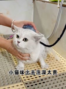 Dorrikey Pet Grooming Cleaning Gloves Disposable Wipes for Cleaning Gentle No Washing Wipes 10pcs