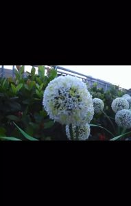 Lampu Surya LED/Lampu Taman LED Dandelion Dekoratif Luar Ruangan/Tahan Air Untuk Dekorasi