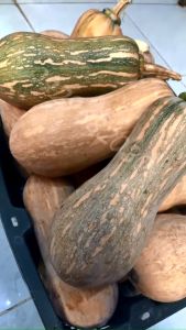 (Giao Hoả Tốc) Bí đỏ hồ lô trái dài 1kg - bí trái dài bùi dẻo ko dập nát - nấu pate tươi cho chó mèo - xào hấp cho chó mèo bổ sung chất - pate mèo - thức ăn cho mèo chó - đồ ăn cho thú cưng - raw food - pate tươi