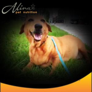 DOG MULTIVITAMIN + Hip & Joint GLUCOSAMINE + PROBIOTIC with Milk Thistle Chews