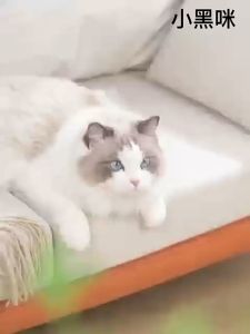 Lược Chải Lông hình Bàn Chân cho Chó Mèo Có Nút Bấm| Lược chải rối chải lông rụng kèm nút bấm đẩy lông