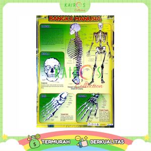 Poster Edukasi Anak Rangka Manusia