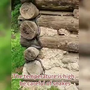 Pil Penghalau Ular No snakes in 50 years powerful Snake Repellent Pills 10 pellets Long-Acting Repellent Supplies 驱蛇丸 Belerang halau ular Portable Suitable for farm/outdoor/indoor Snake Anti-Snake