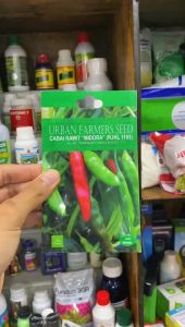 Benih Cabai Rawit MIDORA: Panduan Lengkap untuk Pemula
