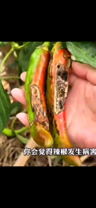 ป้องกันพริกเน่า โรคพริกเน่า ซื้อ1แถม1 ผลิตพริกได้ 10000 กก.ในคราวเดียว แก้โรคพริกเน่า ป้องกัน+รักษา ในพริก โคนเน่า เหี่ยวเขียว รากแป้ง ใบด่าง ไตรโคเร็กซ โรคพืช ต่างๆ ใช้ควบคุมโรคเน่า กำจัดโรคเหี่ยวเหลืองพริก ยาป้องกันโรคพืช ป้องกันโรคพริกเน่า ยารักษาโรคพ