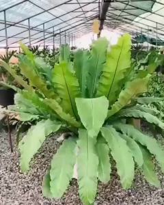 Fern fern tree fern auspicious tree ornamental tree