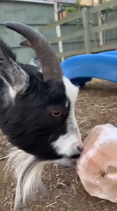 ANIMAL SALT HIMALAYAN NATURAL ANIMAL LICKING SALT Mineral ROCK SMALL 84 Mineral Rock GARAM