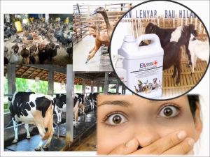 Spary penghilang bau kandang kambing 250ml sampai 5Liter epektif melenyapkan kum4n & V1rus mematikan tk-ft