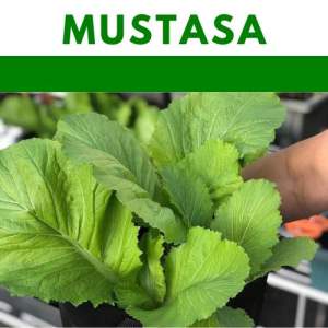 Mustasa seeds leafy vegeteble repacked seeds gardening