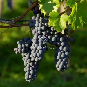 American Gothic Cabernet Sauvignon Blanc USA Red Wine 2021