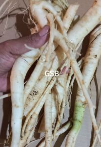 akar pepaya gantung akar pepaya segar