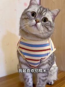 áo gấu " DONT WORRY " sọc ngang dành cho chó mèo - T3 PETS SHOP