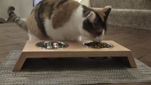 Tempat Makan Hewan Peliharaan Kayu Keras Modern dengan Mangkok Stainless