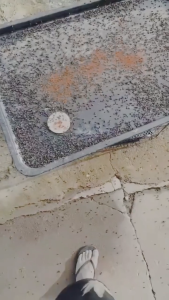 ผงไข่เน่า ผงฆ่าแมลงวัน เหยื่อกำจัดแมลงวัน 1กล่อง/20ซอง อิมิดาโคลพริด-สูตรผลแรง ได้ผล100% ไม่มีผลพร้อมคืนเงิน ยาฆ่าแมลงวัน ฆ่าแมลงวันขั้นเทพ ใช้ฆ่าแมลงวันบ้าน เหยื่อล่อแมลงวัน ยากำจัดแมลงวัน ยาแมลงวัน ไล่แมลงวัน ที่ดักแมลงวัน ผงกำจัดแมลงวัน