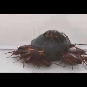 Japan Cockroach Repellent 6pcs Cockroach Killer Bait Insect Killer pest Repellent Trap Cockroach Medicine Stickers Safe Non-toxic