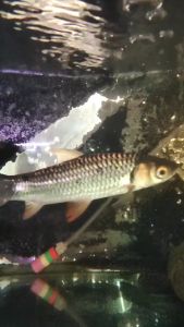 AQUARIUM FISH 9" (JELAWAT)