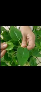 Artificial green rose hanging orchid wall hanging ornament rattan 10000 years Qinghai begonia green plant hanging wall decoration
