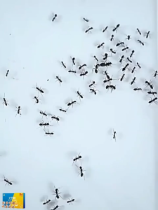 8Pcs Ant Killer Gel Bait Fast Acting Attacks Ant Nest Directly to Kill Queen Colony for Home
