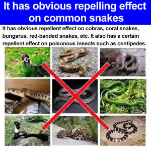 【1000m without snakes】 Snake Repellent Pills 40g*10 pellets 10 net bags for free sulphur for snake Portable Outdoor Night Fishing Sulfur Garden Snake Repellent Supplies Snake Centipede Lice Ant Spider Repellant belerang halau ular sulphur powder 驱蛇药 硫磺粉
