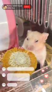 Runny ข้าวโพดหวานอบแห้ง ขนมสำหรับแฮมเตอร์ บรรจุถุงซิปล็อค