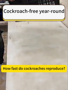 【Serial killing of cockroaches】Umpan Gel Perangkap Lipas Cockroach Killer Killing Gel Patch Bait Pest Control Ubat Lipas