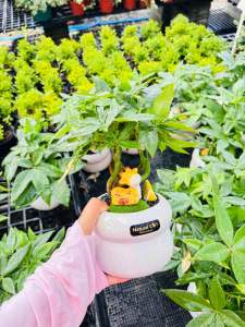 ต้นไม้มงคล พน้อมกระถางเซรามิก  ของแต่งสวยงาม      “ต้นเหยาเฉียนซู่  #เรียกเงินหรือเขย่า    #Malvaceae (Bombacaceae)   #Pachira aquatic Malabar Chestnut Guyana Chestnut  #Saba Nut  #ต้นศุภโชคไม้มงคลเรียกทรัพย์  #เหยาเฉียนซู่” (จีนตัวย่อ: #   จีนตัวเต็ม