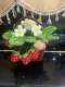 Mun flowers
