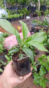 [Cây dược liệu] Cây nhàu thần dược giảm nhức mỏi-vườn Minh Khương
