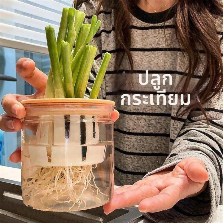 กระถางปลูกผักไฮโดรโปนิกส์พลาสติกใส