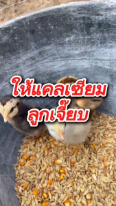 อาหารนก - อาหารไก่ แคลเซียมบำรุงโครงสร้างไก่รุ่น ไก่ใหญ่ ไม่ให้แคระแกร็น กระดูก Ca tornado