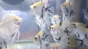 Assorted Angelfish 4~5 cm