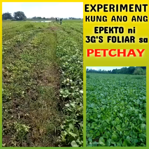 3GS SUPER FOLIAR (JAPAN TECHNOLOGY) SOIL & PLANT ADJUVANT BIO-STIMULANT LIQUID BIO-FERTILIZER GREEN CAP