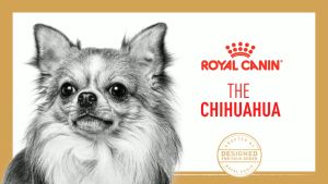 Hạt cho chó con Royal Canin Chihuahua Puppy Thức ăn cho chó con Chihuahua 500g Petemo Pet Shop