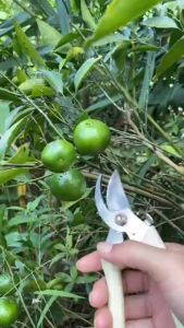 Kéo Cắt Cành Sắc Bén Đầu Mũi Cong Bằng Lưỡi Thép Không Gỉ Dụng Cụ Cắt Tỉa Cây Tay Cầm Chắc Chắn Chống Trơn Đa Năng