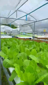 เมล็ดเคลือบคอส สายพันธฺุ์ออติเกีย กระปุก 1000 เมล็ด