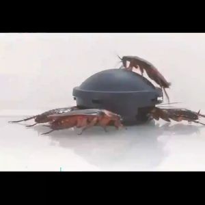 Long Acting Cockroach Bait Roach Killer Safe Anti Touch Cockroach Medicine Cockroach Eliminator Reusable Cockroach Traps cockcroach killer cockroach killler cockroche killer cockroach remover coackroach killer