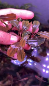 [Aquatic Plant] Bucephalandra sp Submerged Real Silat Pink Red Low Tech No CO2 Bucep Aquarium Aquascaping