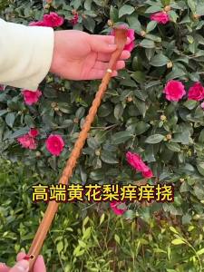 HUANBAN | Cây Gãi Lưng Gỗ