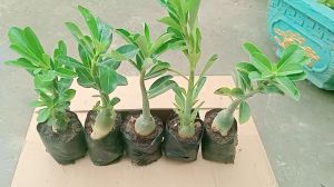 combo 5 cây sứ thái giống gửi nguyên chậu