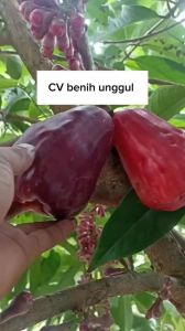 Bibit Jambu Air Mutiara Hitam Hasil Okulasi