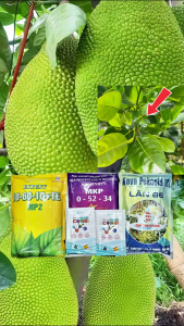 Tạo mầm mít thái mít ruột đỏ indo- tạo mầm hiệu quả ra hoa ra mầm nhanh