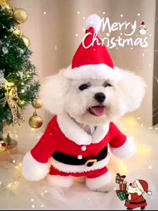 Christmas Pet Skirts & Santa Suits: A Comprehensive Guide