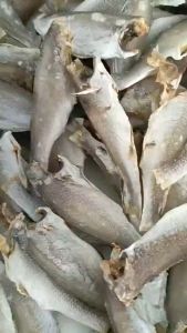 KHÔ CÁ ĐÙ SIZE KHỦNG ĐẶC SẢN CÀ MAU 250G- Vựa Khô Minh Triết