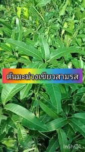 ต้นมะม่วงเขียวสามรส ขนาด 65-100 ซม. ลูกดก ผลใหญ่ ทานได้ทั้ง สุก และ ดิบ รสหวาน มัน อม เปรี้ยวเล็กน้อย ขายได้ราคา อร่อยมาก