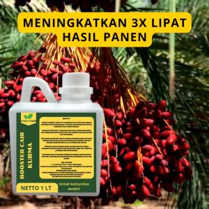 Pupuk Semprot Pelebat Buah Kurma & Pupuk Penyubur Buah Kurma ZPT