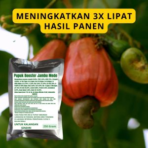 Pupuk Booster Jambu Mede / Obat Booster Jambu Mede / Pupuk Booster Jambu Mede / Pupuk Jambu Mede